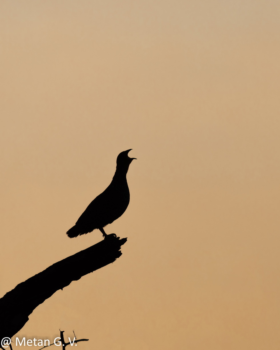 Dr Vyankatesh Metan Solapur Art L