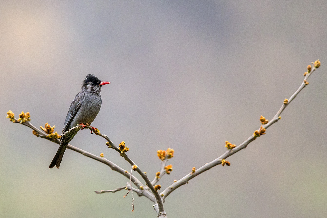 Dr Vyankatesh Metan Solapur Art N