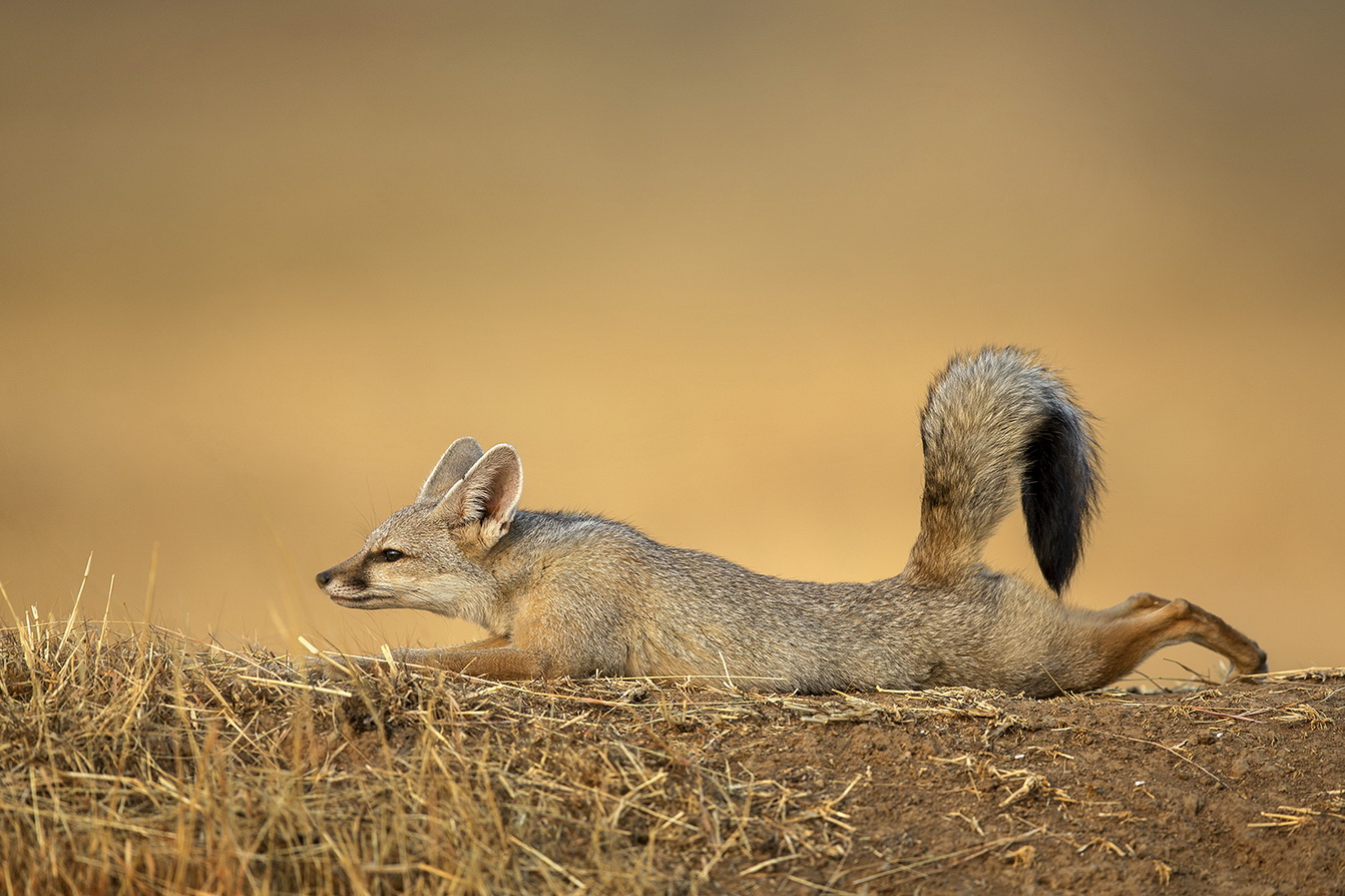 Dr Vyankatesh Metan Solapur Mammals C