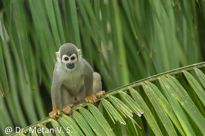 Ecuadorian squirrel monkey image Dr Vyankatesh Metan Solapur 1