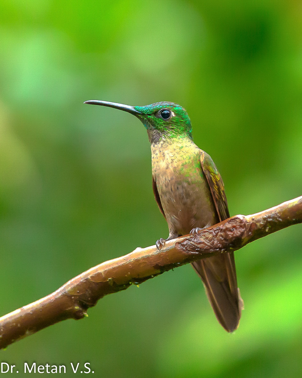 Fawn breasted brilliant Hummingbird image Dr. Vyankatesh Metan Solapur 6