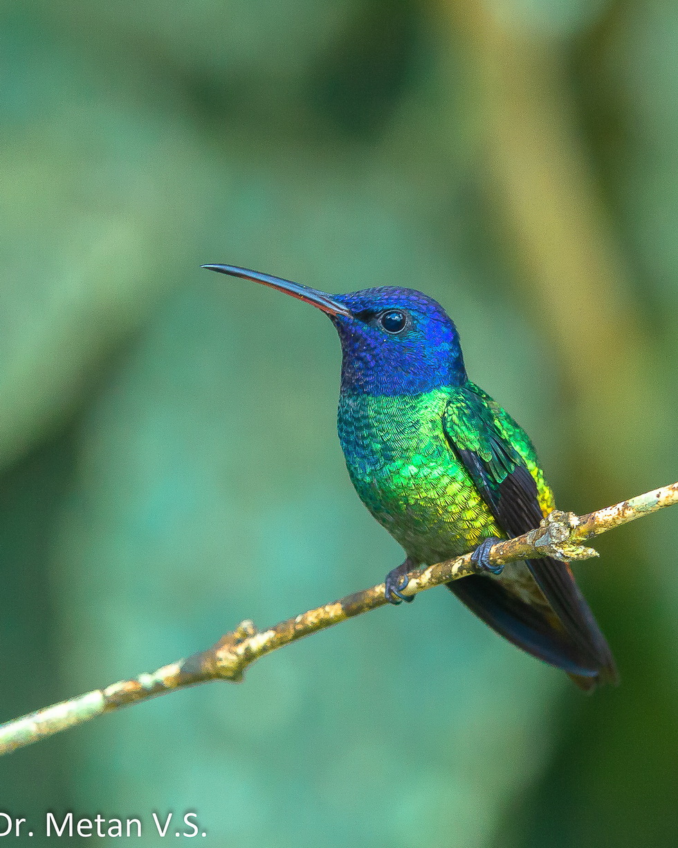 Golden tailed sapphire Hummingbird image Dr. Vyankatesh Metan Solapur 63