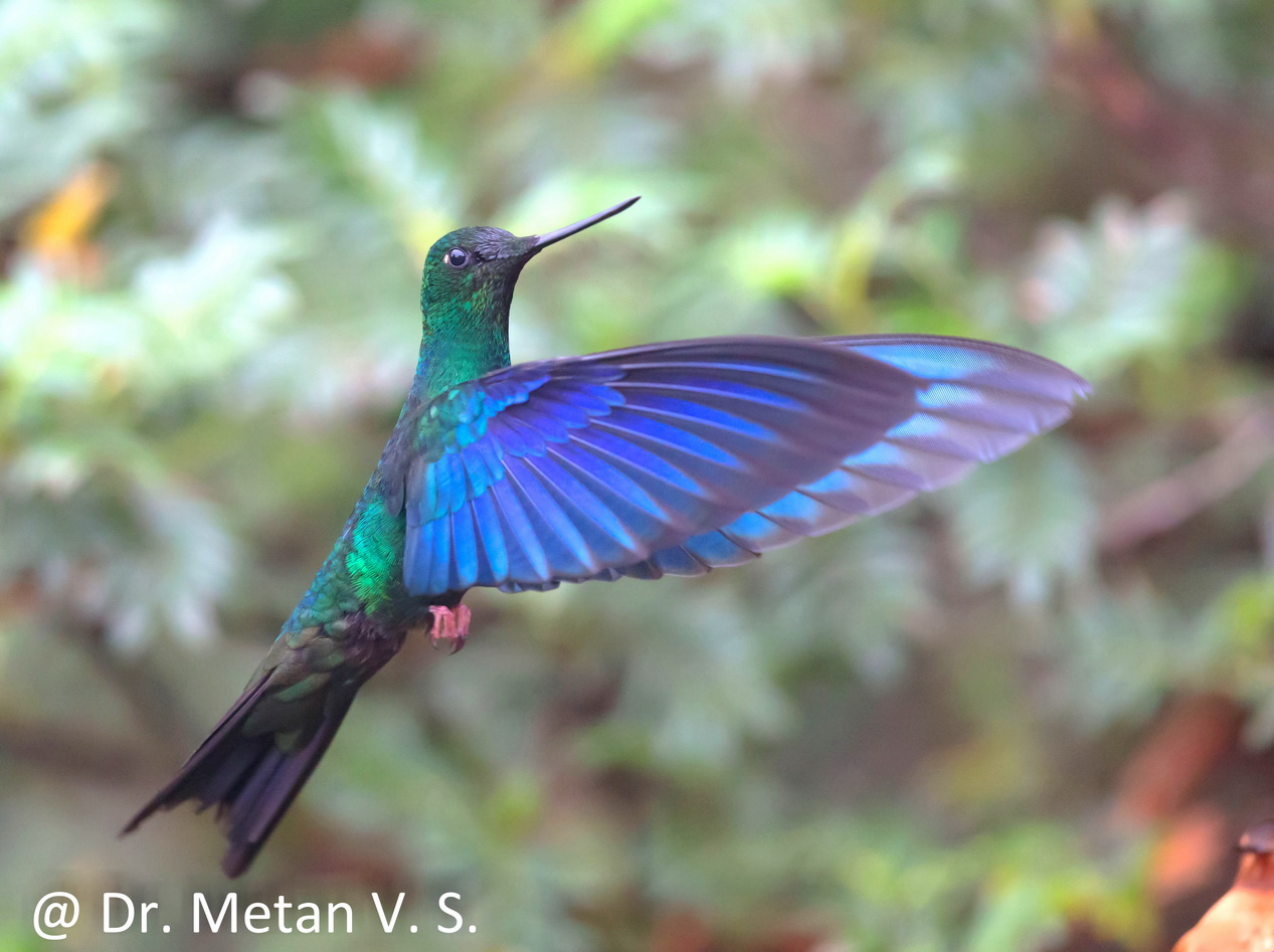 Great sapphirewing Hummingbird image Dr. Vyankatesh Metan Solapur 6