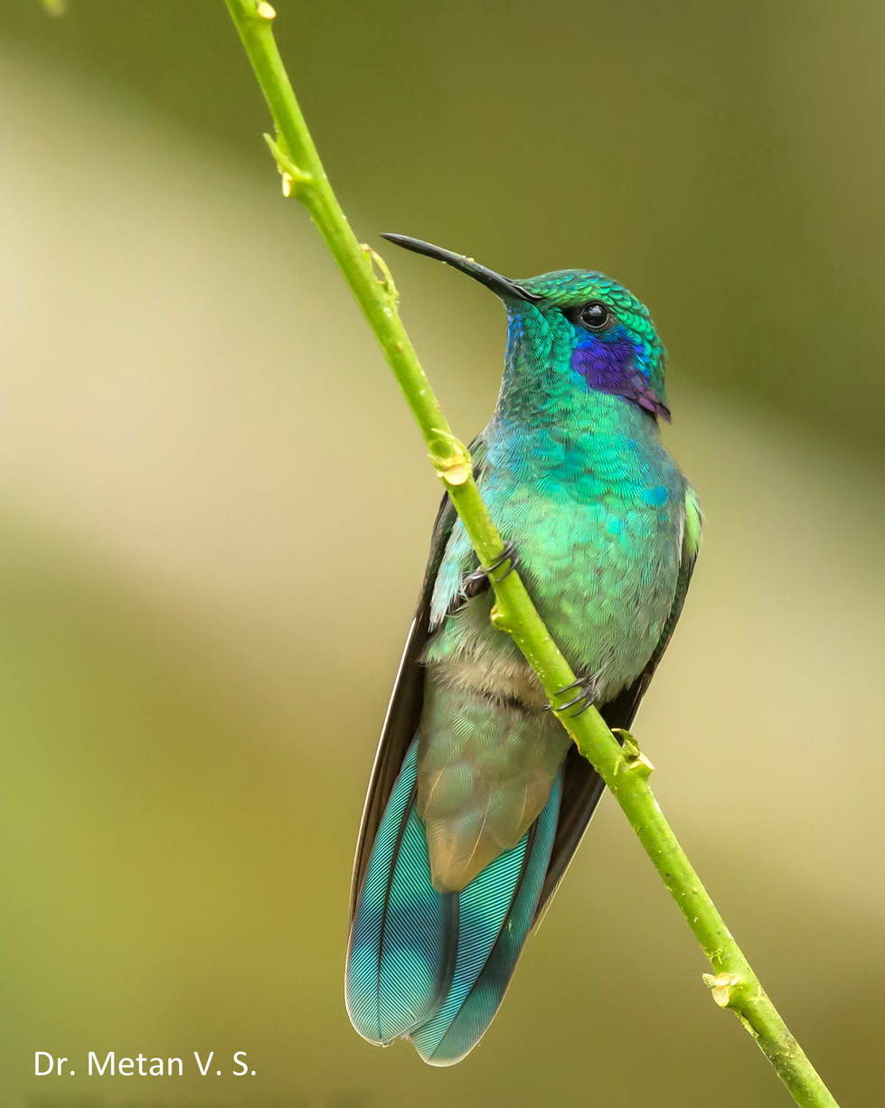 Green Violetear Hummingbird image Dr. Vyankatesh Metan Solapur 320
