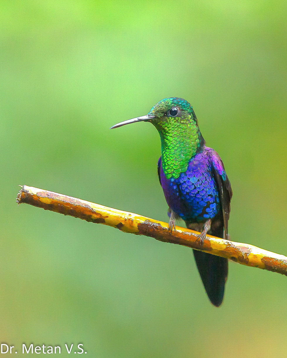 Green crowned woodnymph Hummingbird image Dr. Vyankatesh Metan Solapur 6
