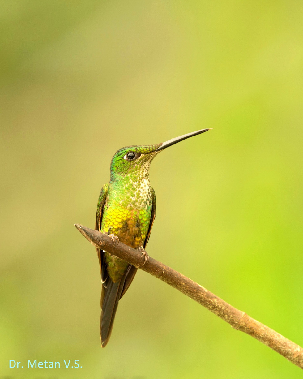 Hummingbird image Dr. Vyankatesh Metan Solapur 32