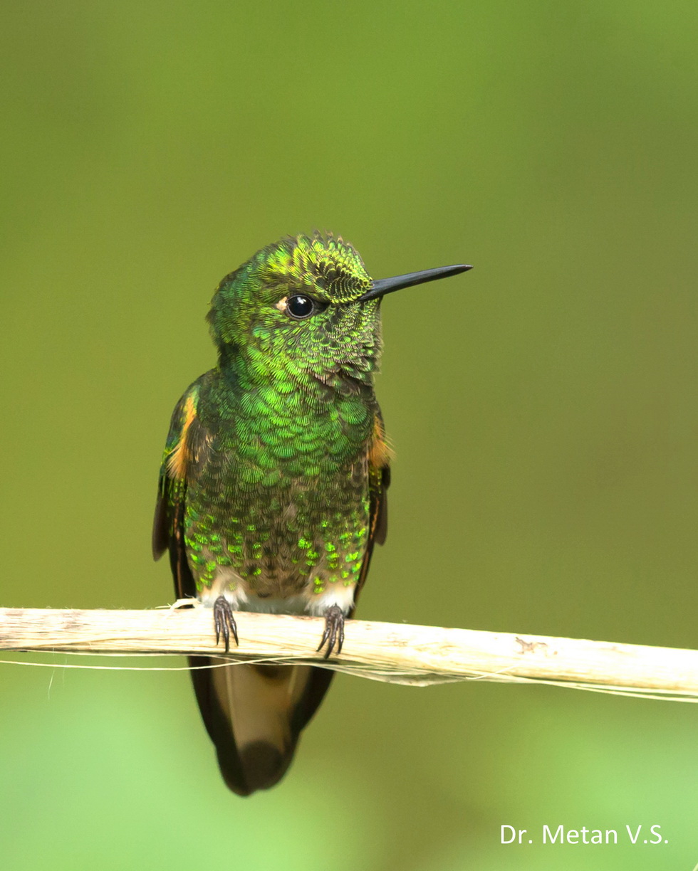 Hummingbird image Dr. Vyankatesh Metan Solapur 336