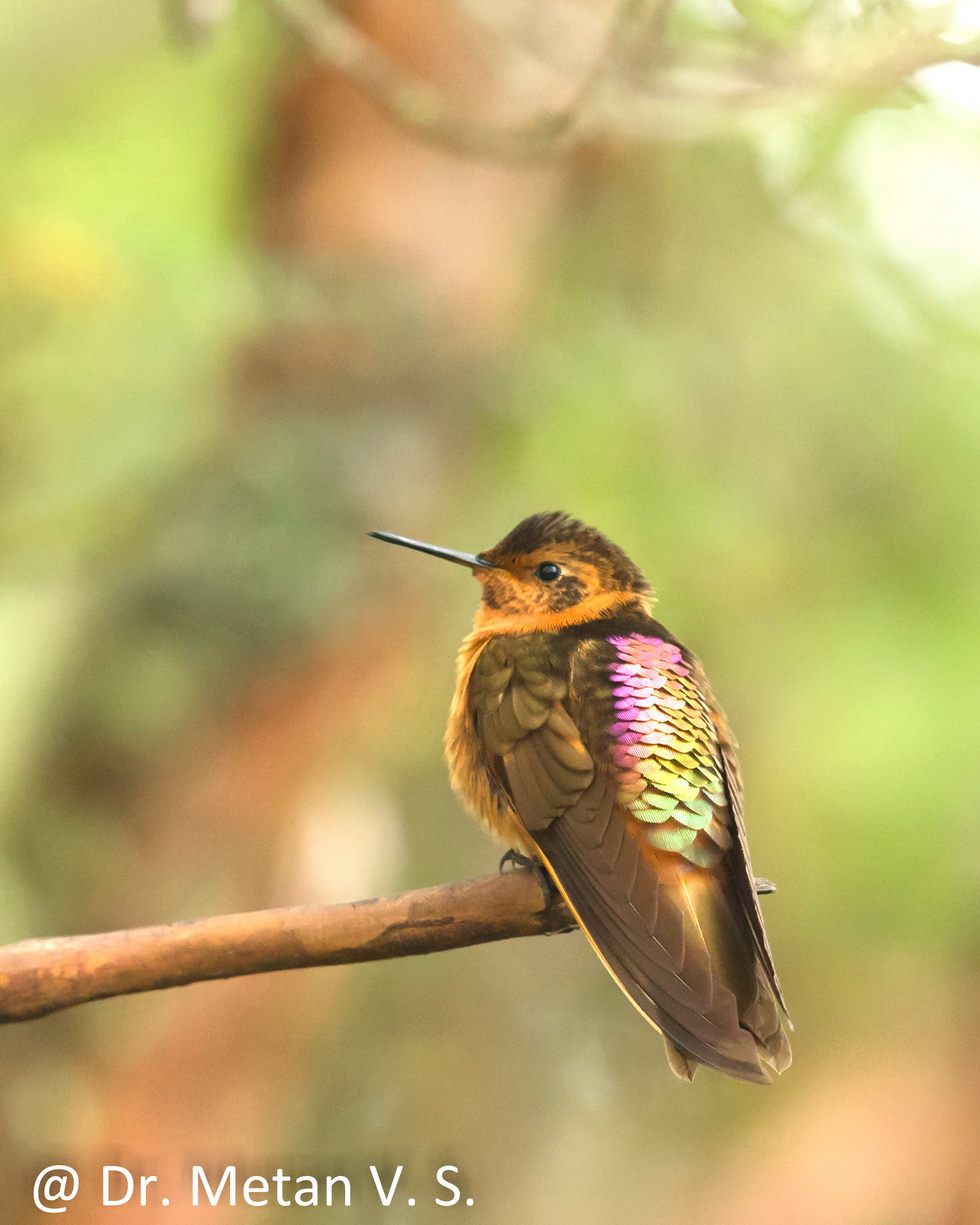 Hummingbird image Dr. Vyankatesh Metan Solapur 38