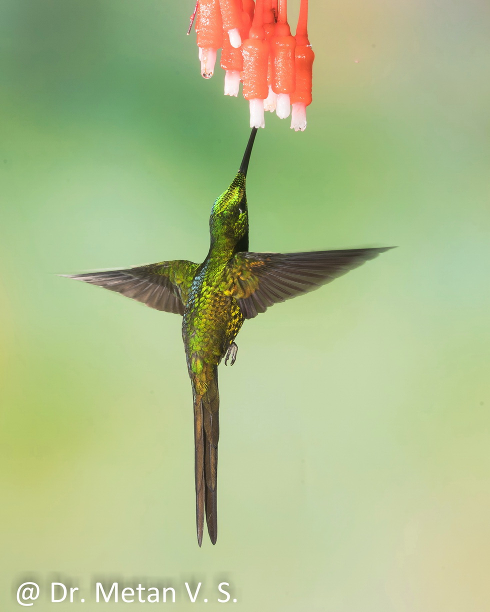 Hummingbird image Dr. Vyankatesh Metan Solapur 4