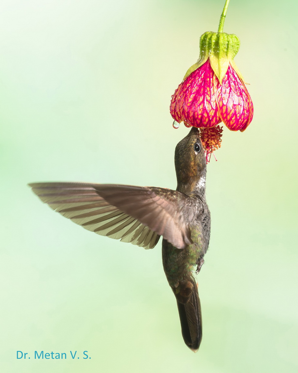 Hummingbird image Dr. Vyankatesh Metan Solapur 531