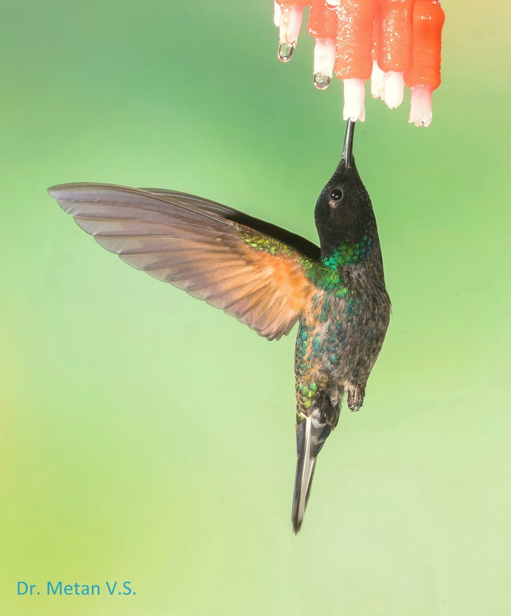 Hummingbird image Dr. Vyankatesh Metan Solapur 630