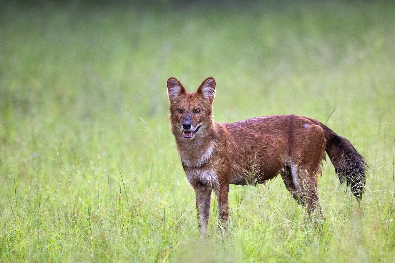 Indian Dhole Dr Vyankatesh Metan Solapur Mammals J