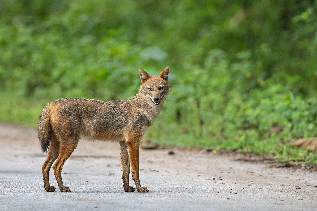 Indian Jackel Dr Vyankatesh Metan Solapur Mammals L