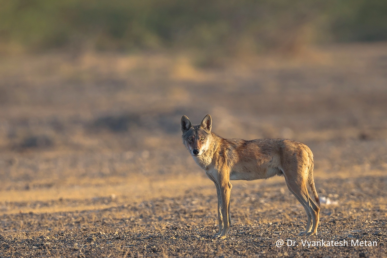 Indian Wolf Dr Vyankatesh Metan Solapur Mammals L