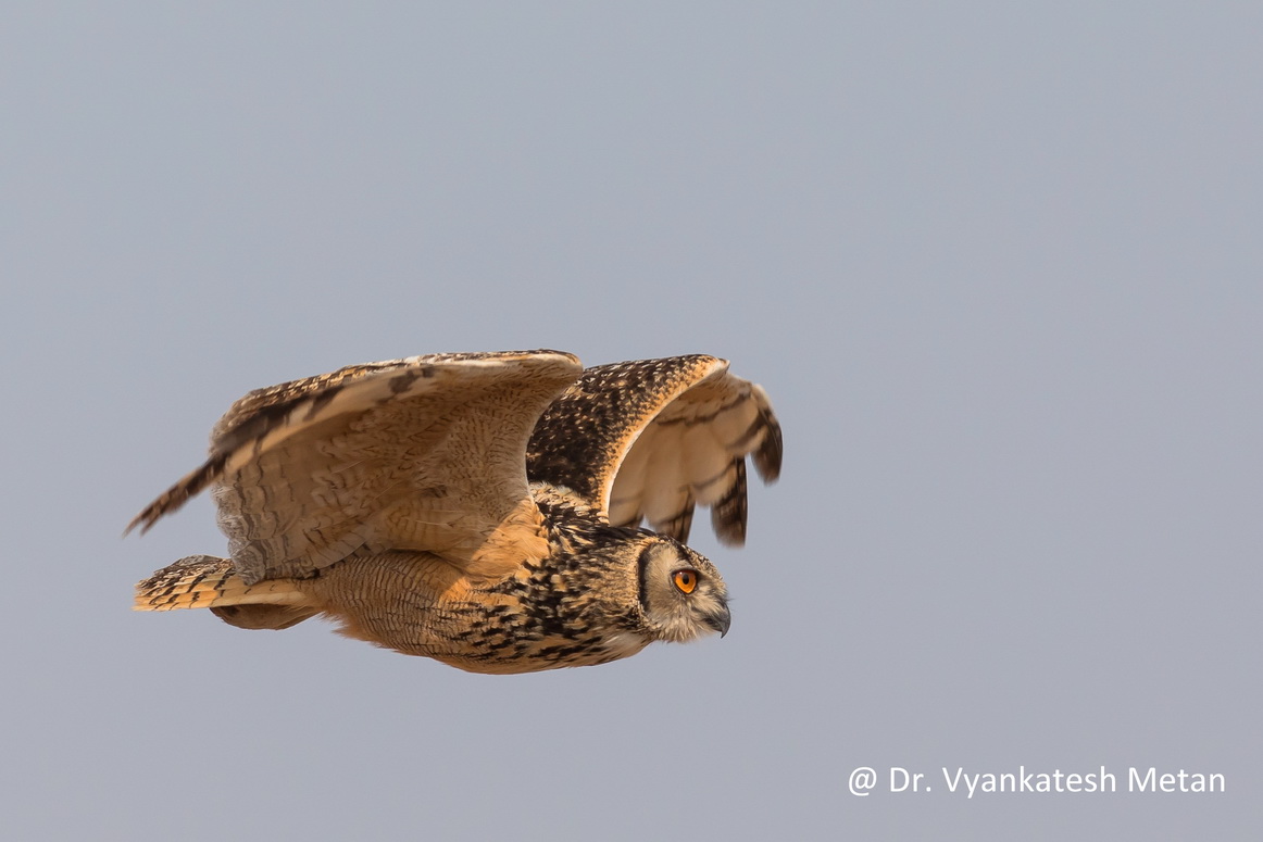Indian eagle owl image Dr Vyankatesh Metan Solapur V3