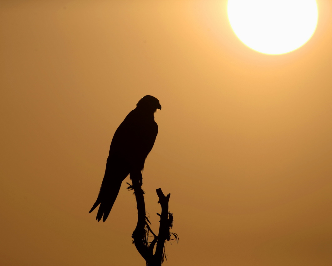 Laggar Falcon Eagle image Dr Vyankatesh Metand Solapur V3