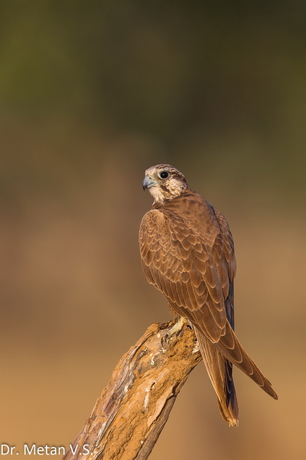 Laggar Falcon bird image Dr Vyankatesh Metan Solapur