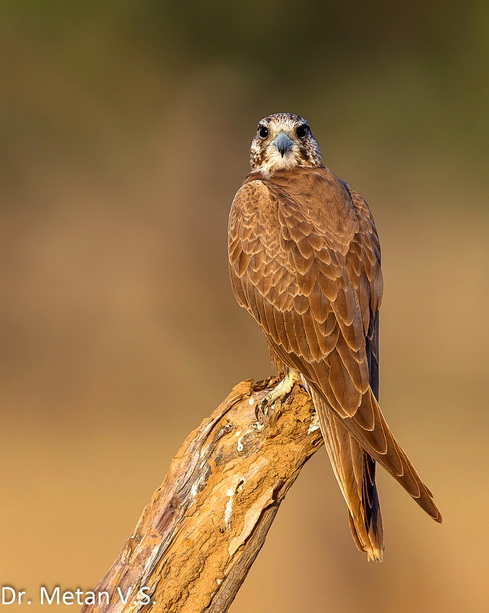 Laggar falcon Tal Chhapar Dr Vyankatesh Metan Solapur