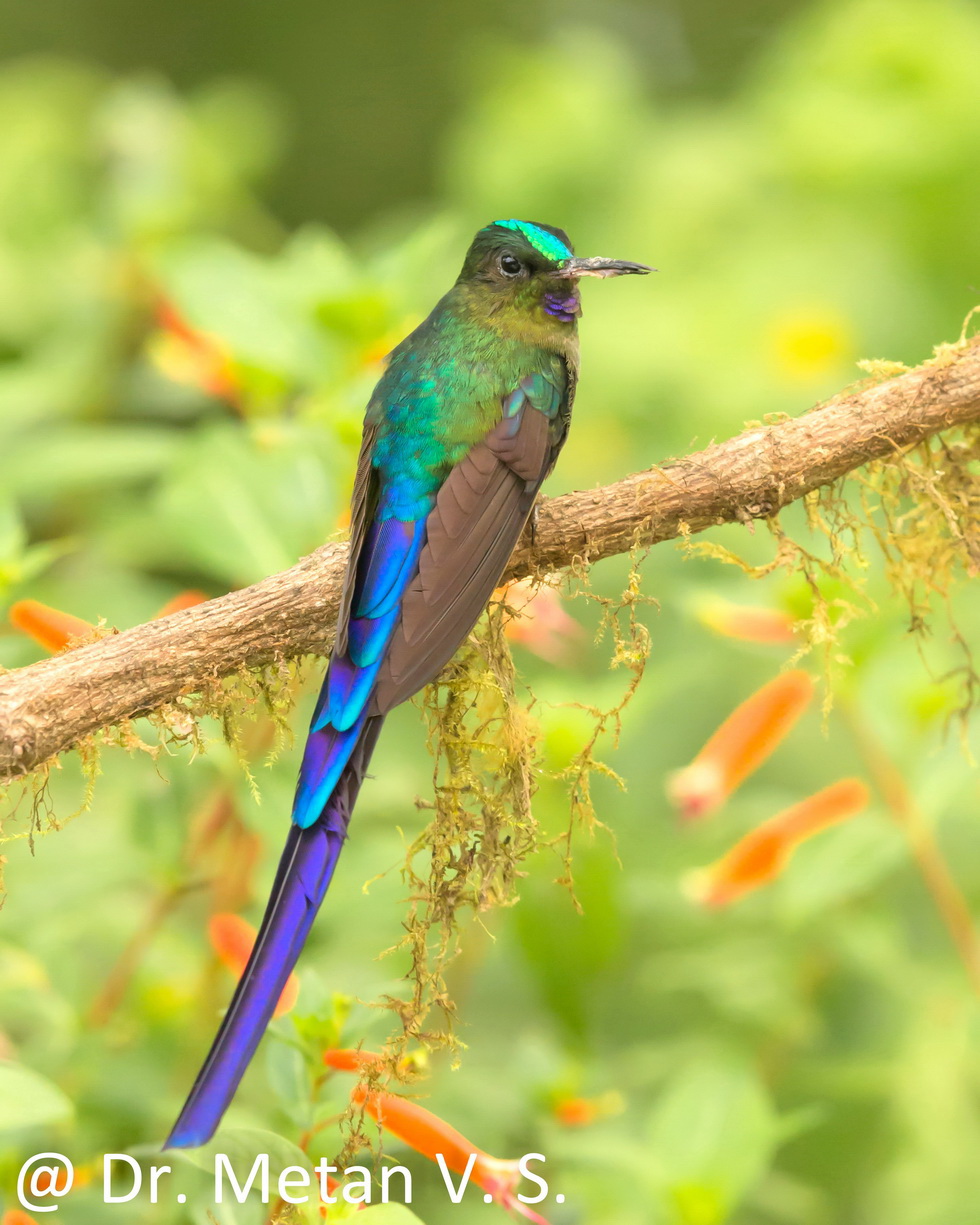 Long tailed Sylph Hummingbird image Dr. Vyankatesh Metan Solapur 330