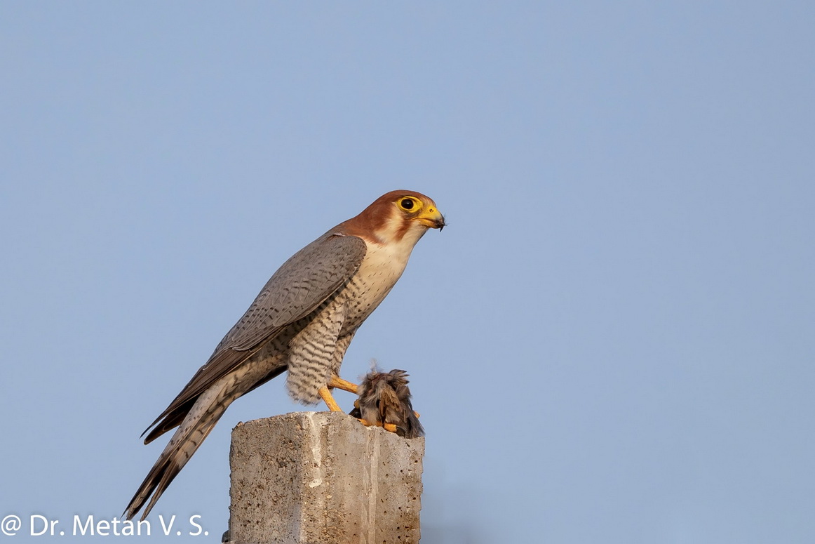 Red neck falcon image image Dr Vyankatesh Metan Solapur V3