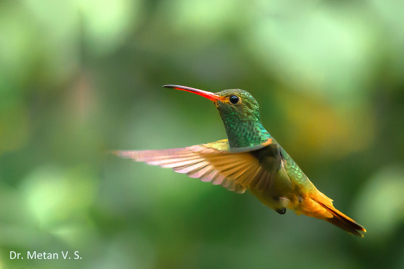 Rufous tailed Hummingbird image Dr. Vyankatesh Metan Solapur 6 63