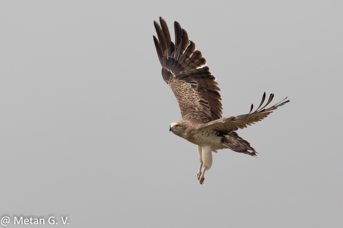 Short toed snake eagle image Dr Vyankatesh Metan Solapur V4