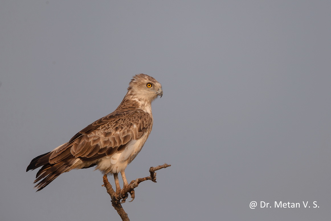 Short toed snake eagle image Dr Vyankatesh Metan Solapur V9