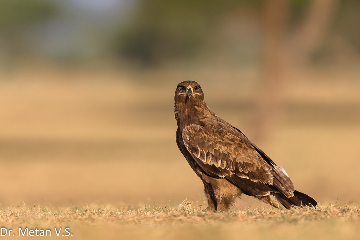 Steppe Eagle image Dr Vyankatesh Metan Solapur V33