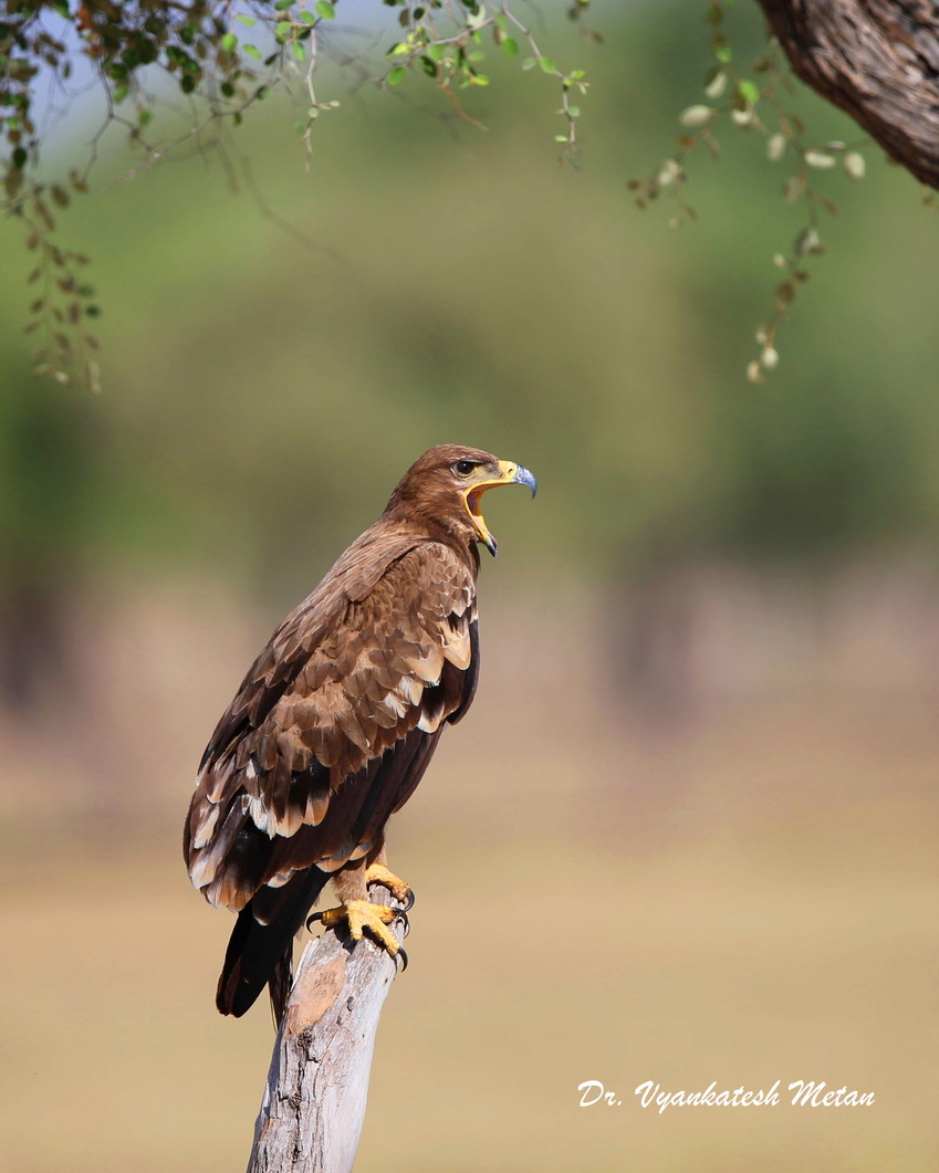 Steppe Eagle image Dr Vyankatesh Metan Solapur V999