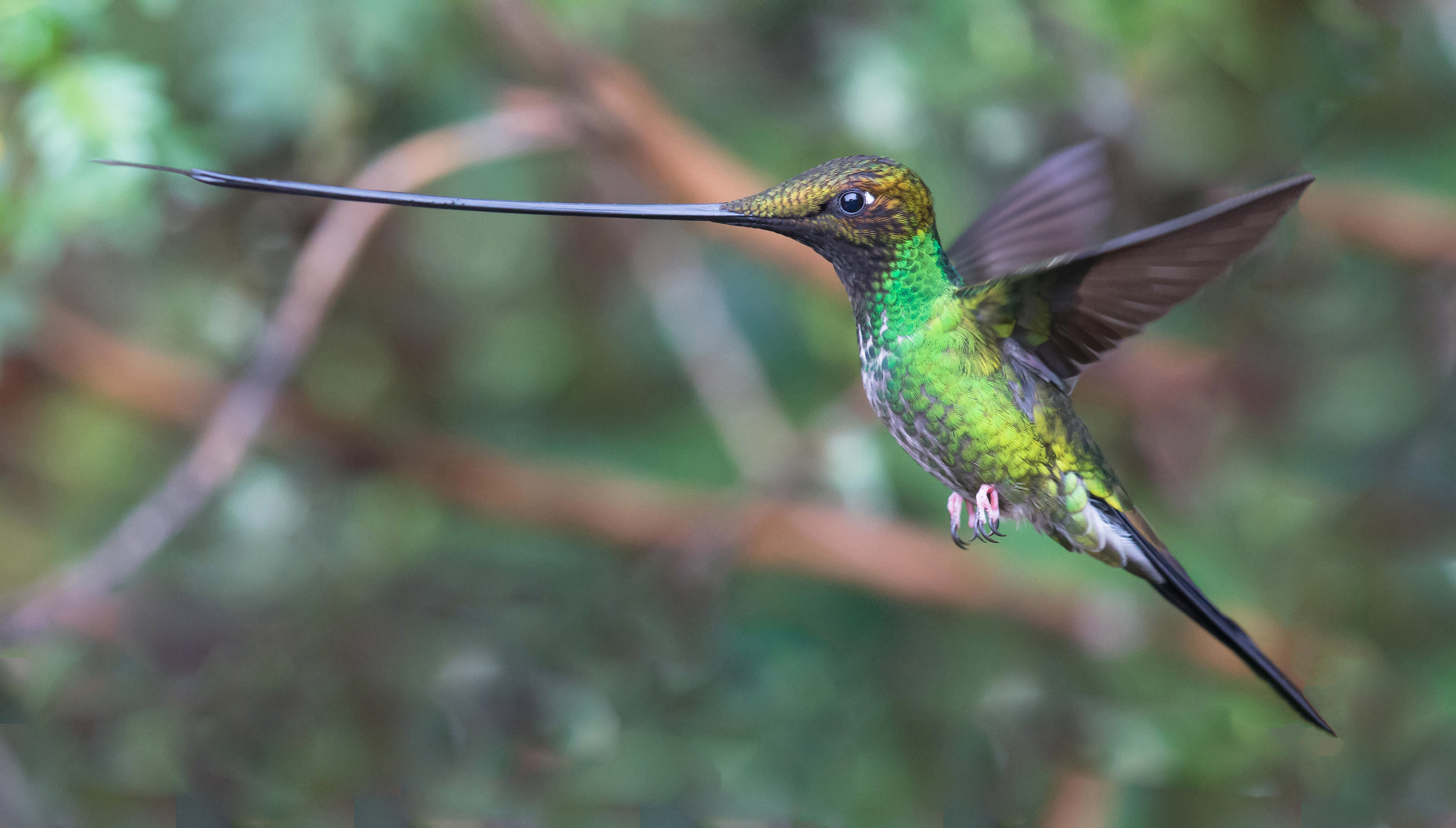 Sword billed Hummingbird image Dr Vyankatesh Metan Solapur photogrphy 6