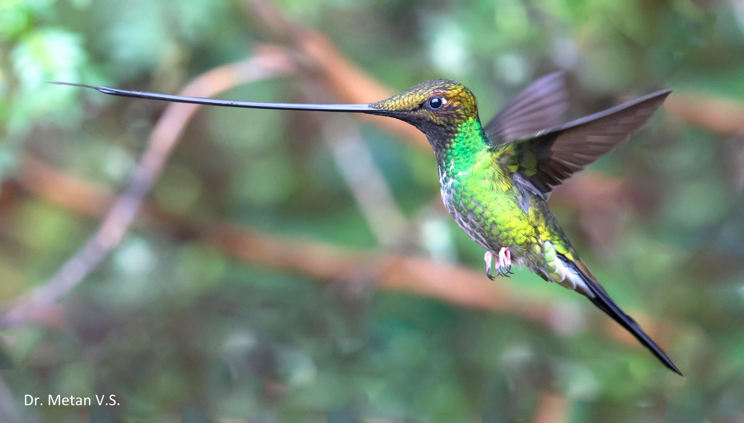 Sword billed Hummingbird image Dr. Vyankatesh Metan Solapur 1