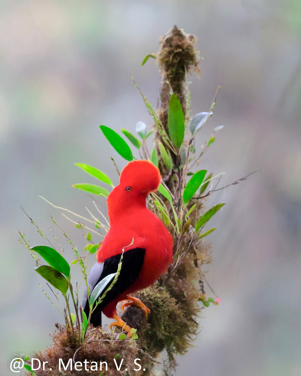 The Andean cock of the rock bird image Ecuador Dr Vyankatesh Metan Splapur F 33