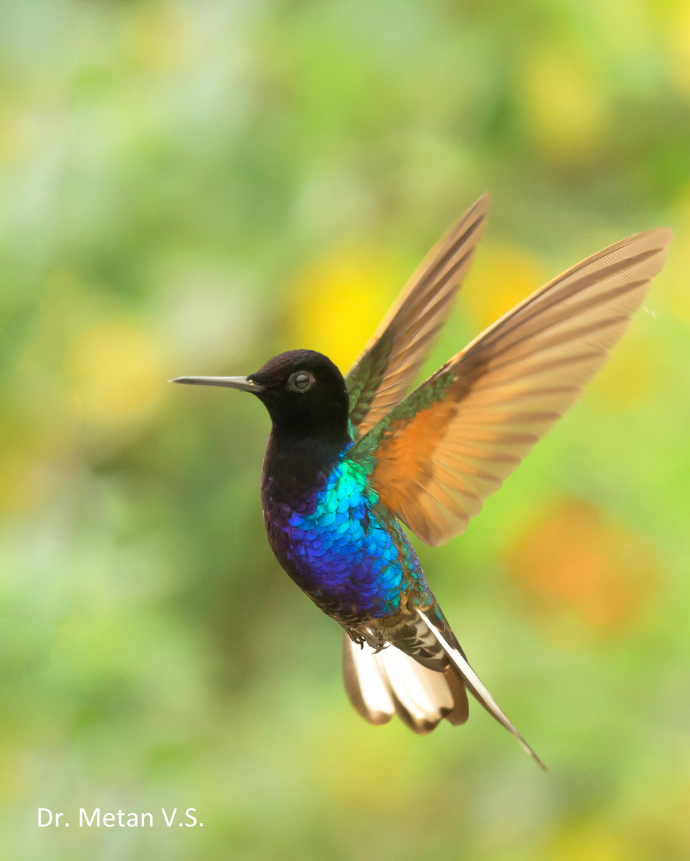 Velvet purple coronet Hummingbird image Dr. Vyankatesh Metan Solapur 6