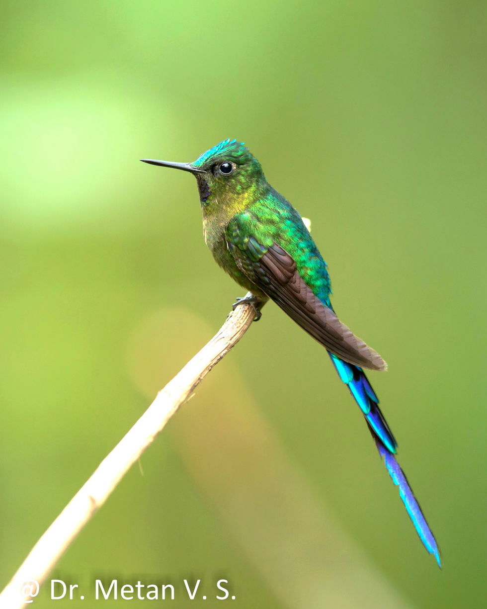 Violet tailed sylph Hummingbird image Dr. Vyankatesh Metan Solapur 6