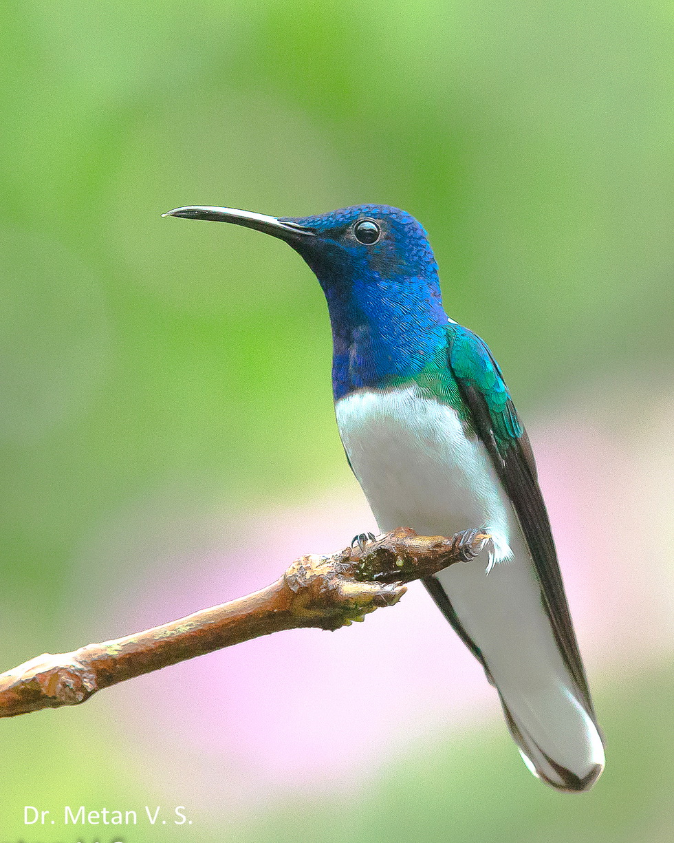 White necked Jacobin Hummingbird image Dr. Vyankatesh Metan Solapur 330