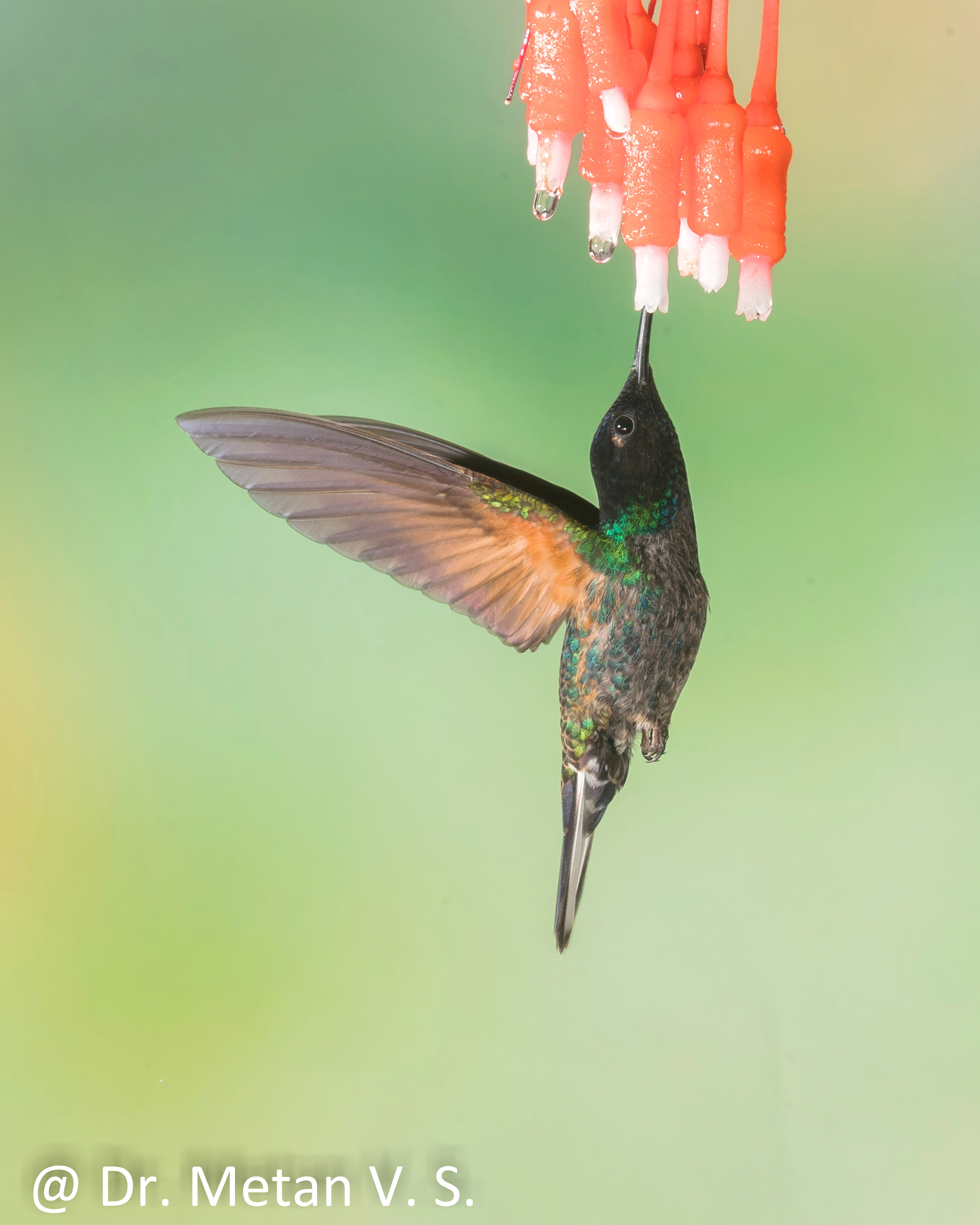 Hummingbird image Dr. Vyankatesh Metan Solapur 6