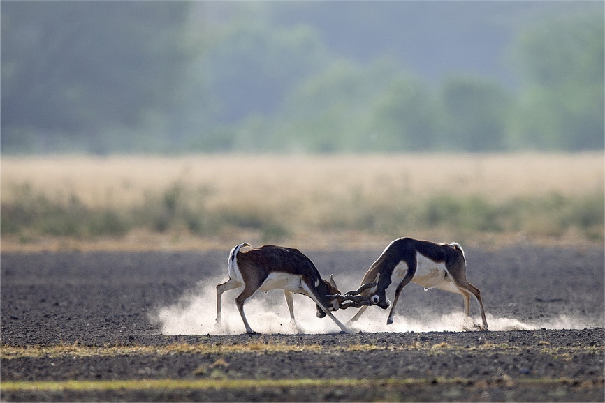 Blackbuck flight