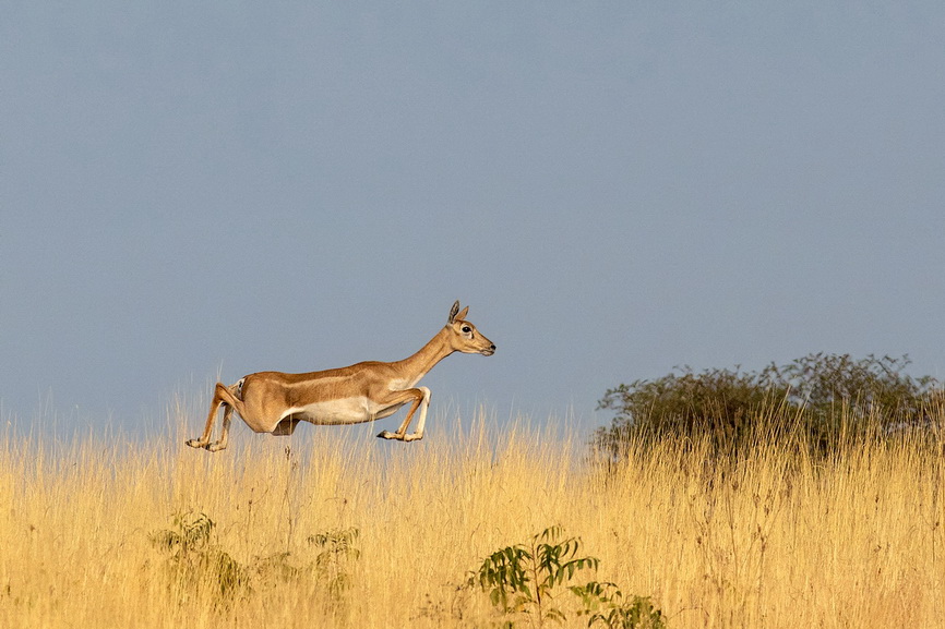 Female Blackbuck in air