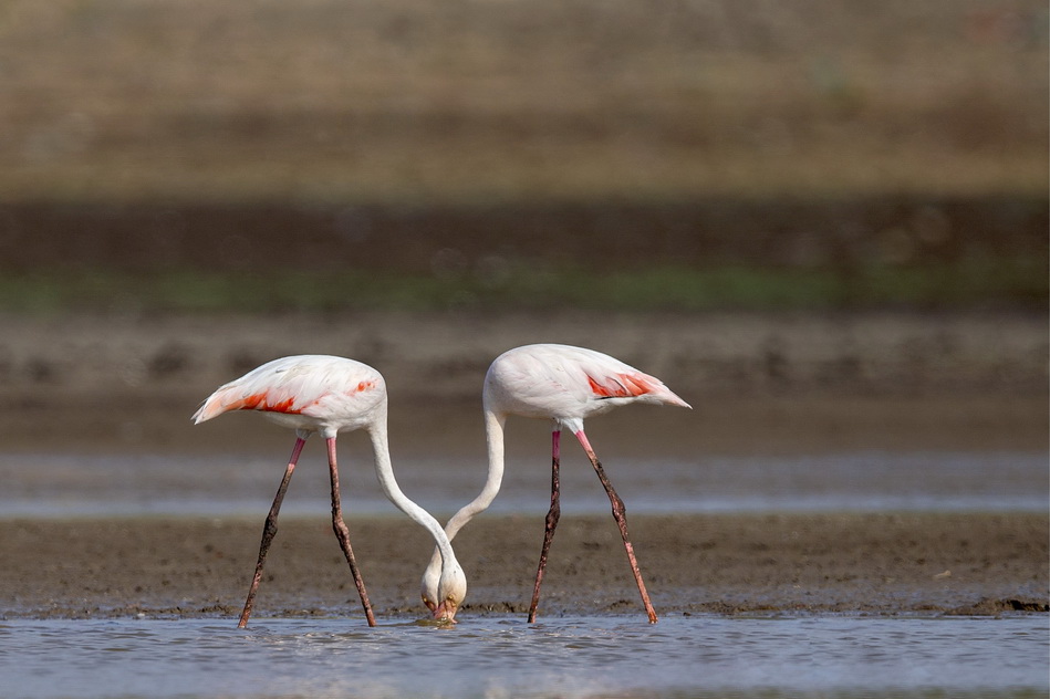 Moderen art by Flamingos