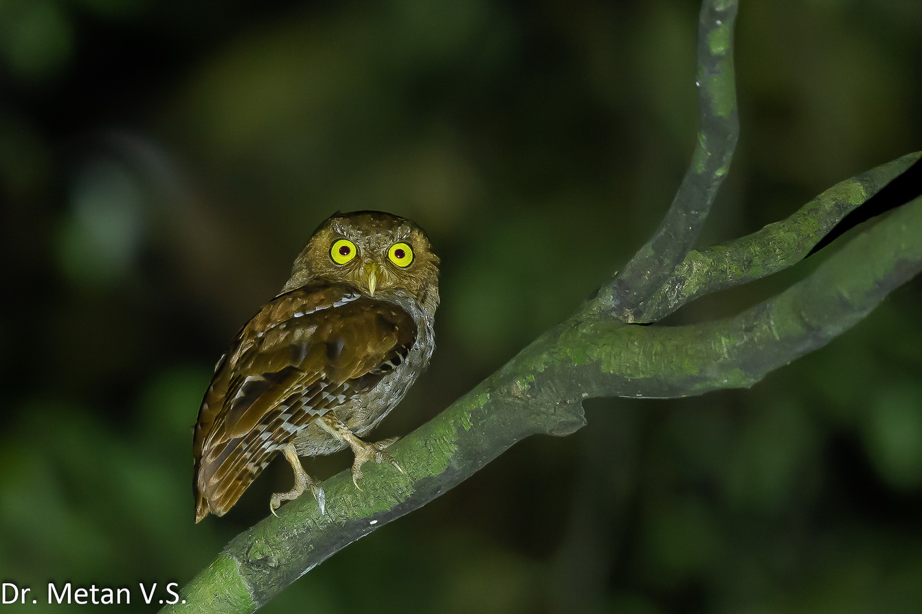 The Andaman scops owl