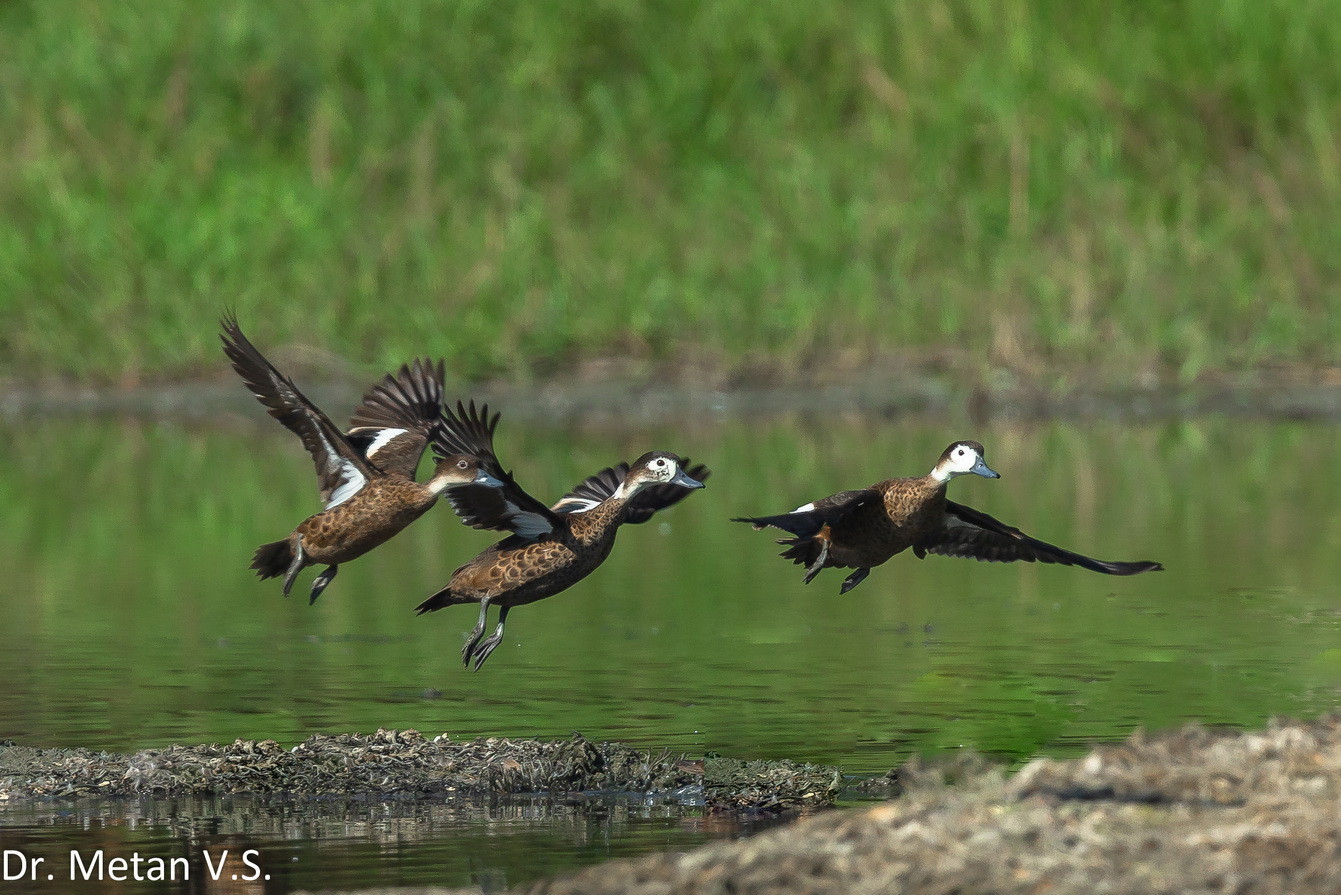 The Andaman teal in flight