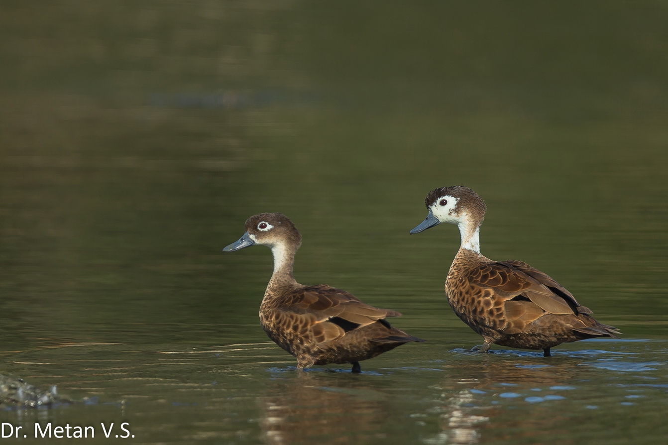The Andaman teal
