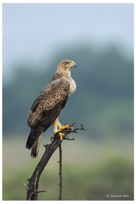 The Bonellis Eagle 3