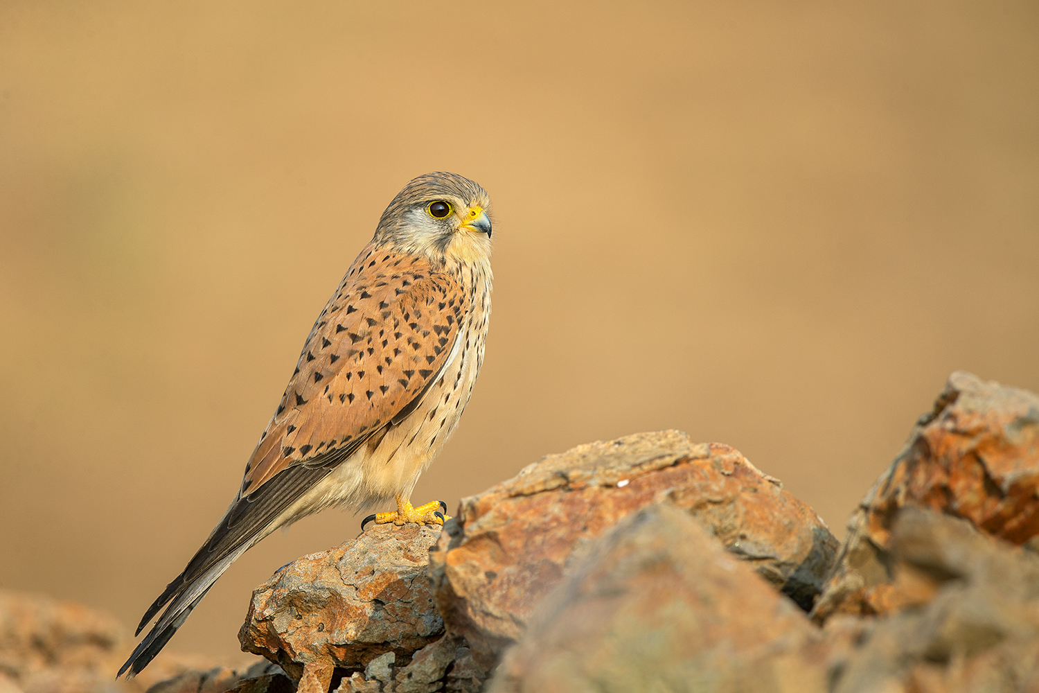 The Common Kestrel 3