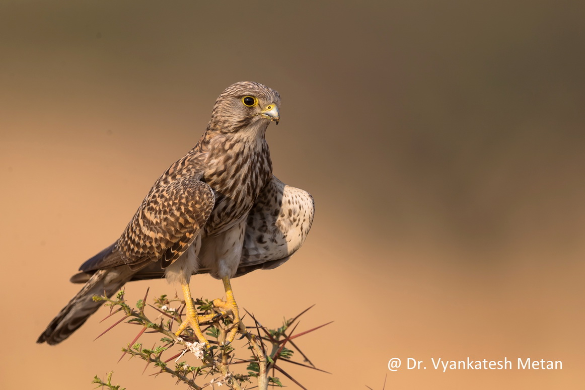 The Common Kestrel 9