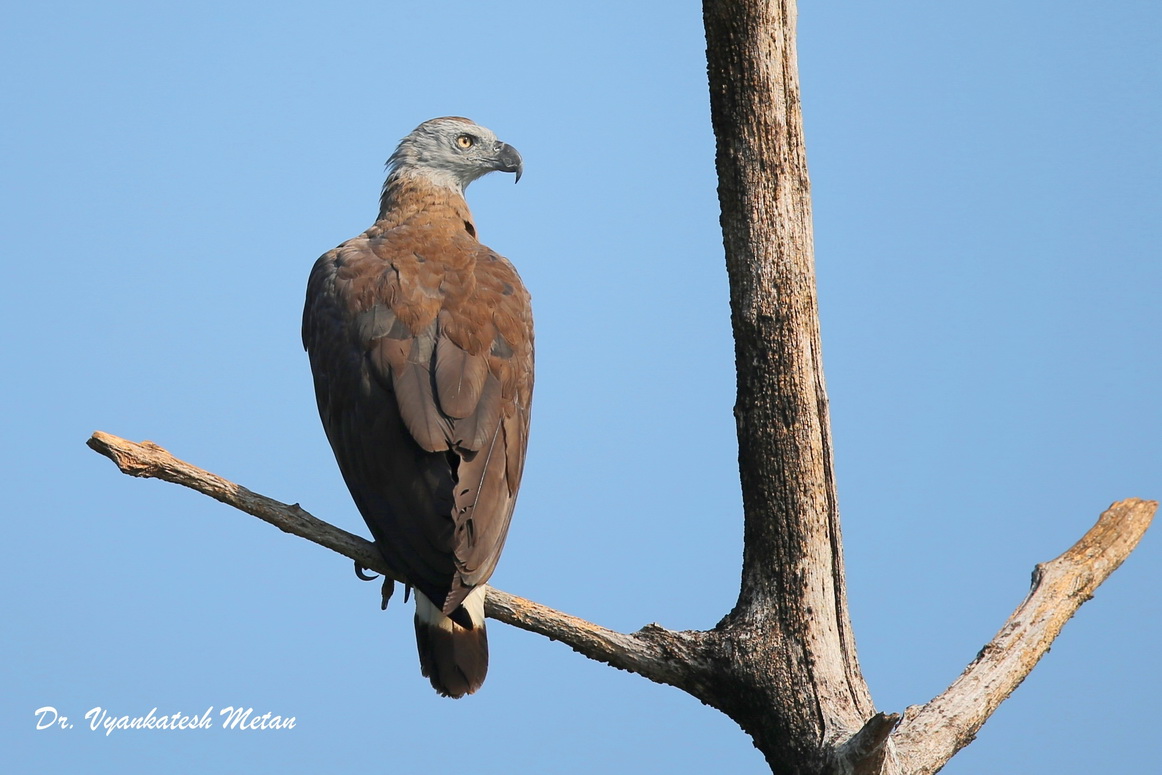 The Grey headed fish eagle