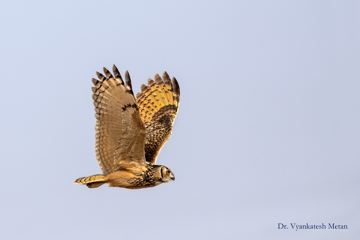 The Indian eagle owl