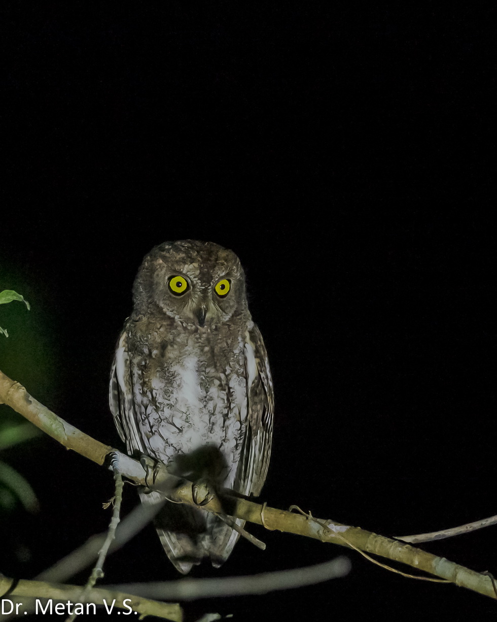The Oriental Scops owl Andaman species