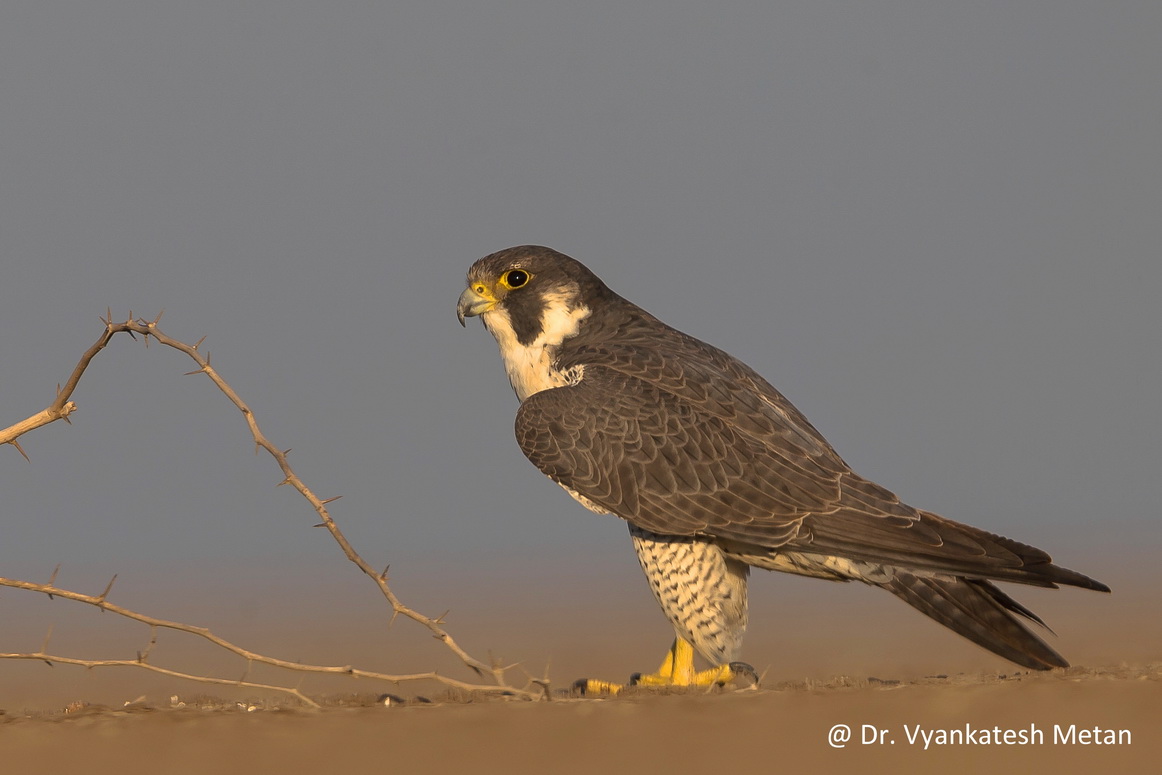 The Peregrine Falcone