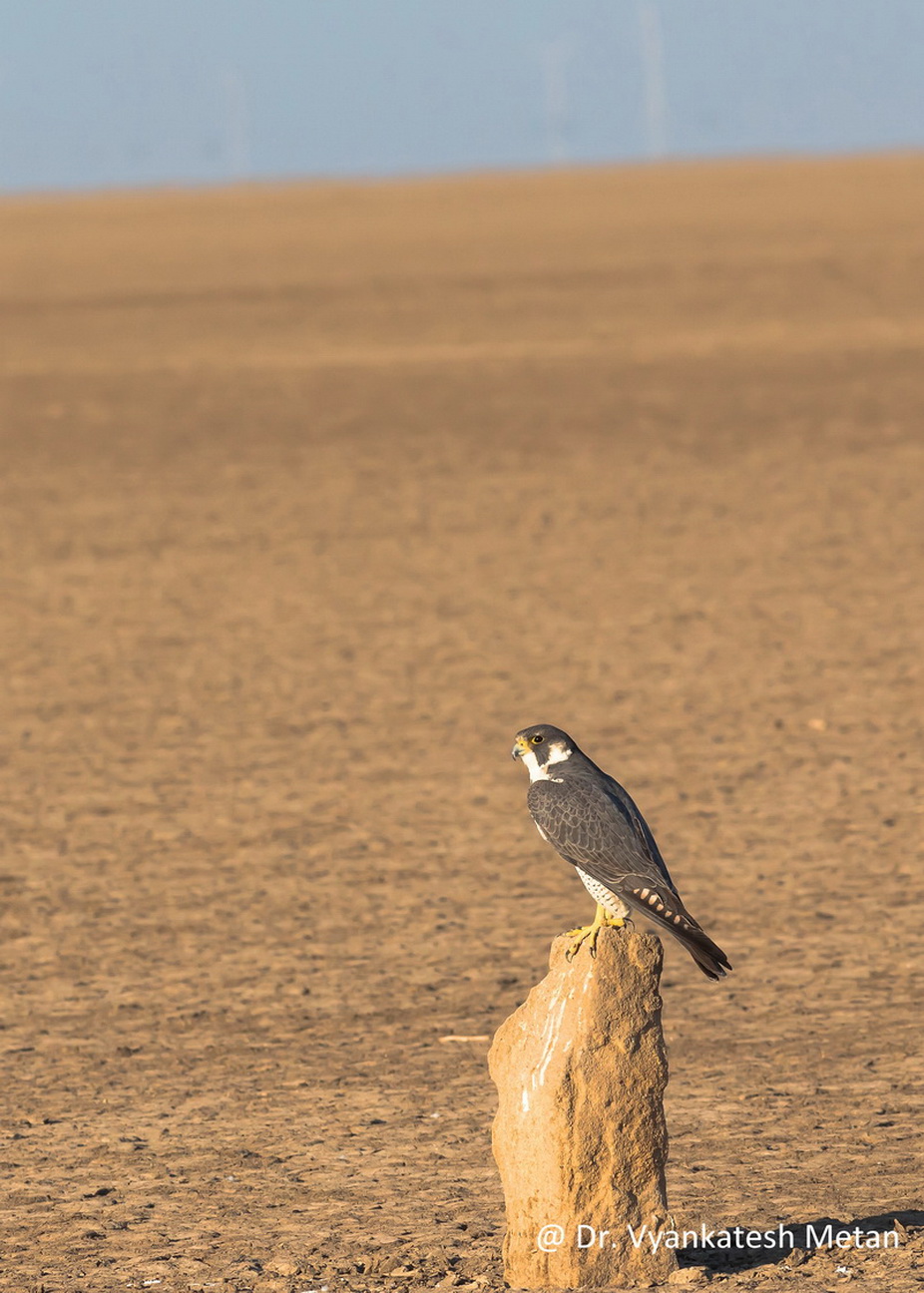 The Peregrine falcon